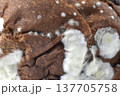 expired chocolate flavored bread white mold 137705758