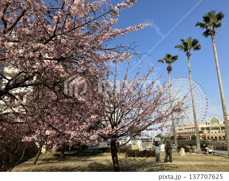 大寒桜咲くみなとみらいと大観覧車 137707625