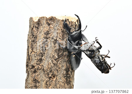 スマトラオオヒラタクワガタ ベンクール産 スマトラオオヒラタクワガタ ベンクール産 137707862