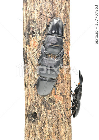 スマトラオオヒラタクワガタ  ベンクール産 137707863