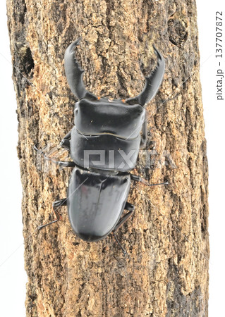 スマトラオオヒラタクワガタ  ベンクール産 137707872