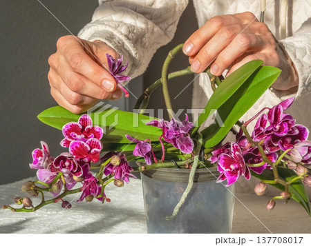 Women's hands removing faded inflorescences, handmade. 137708017