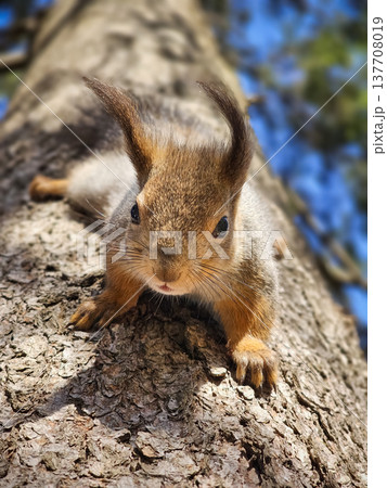 Funny Red squirrel perches alert on rough tree bark Funny Red squirrel perches alert on rough tree bark 137708019