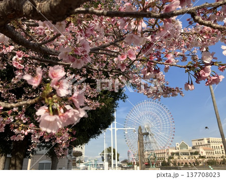 大寒桜咲くみなとみらいと大観覧車 大寒桜咲くみなとみらいと大観覧車 137708023