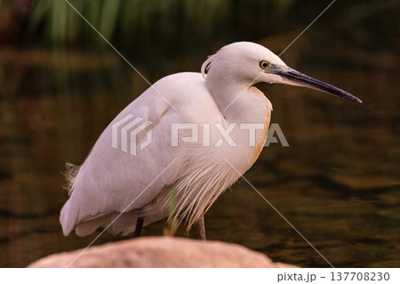 White Heron Standing Gracefully by Calm River in Verdant Setting White Heron Standing Gracefully by Calm River in Verdant Setting 137708230