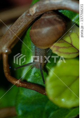 Close-up of a snail on a leaf 137708231