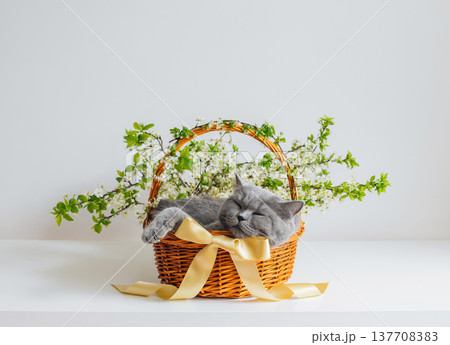 British cat sleeps in a basket with flowers and bow on white background. Beautiful Easter composition with a cute cat. Funny pets. British cat sleeps in a basket with flowers and bow on white background. Beautiful Easter composition with a cute cat. Funny pets. 137708383