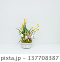 Easter basket with flowers on a white table. Spring flowers daffodils and hyacinths in a basket on white background with copy space. 137708387