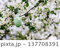 Easter green egg on a blooming apple tree. Easter background. 137708391