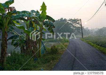 Peaceful Rural Road with Banana Trees at Misty Sunrise in Bengal Village 137708570