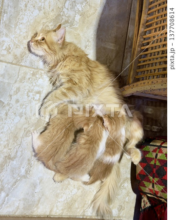 室内の床で子猫に授乳する母猫 室内の床で子猫に授乳する母猫 137708614