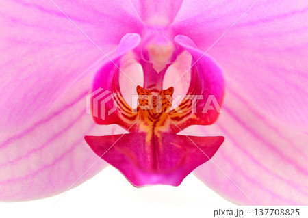 Pink orchid flower details, close-up, beauty, luxury, design 137708825