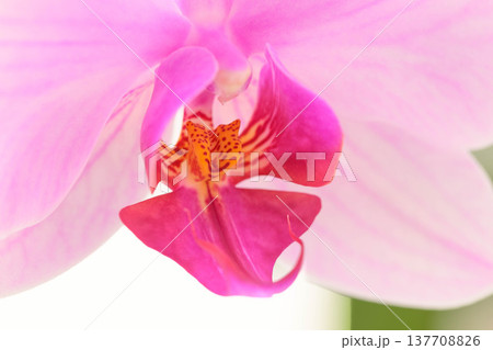 Pink orchid macro with intricate center Pink orchid macro with intricate center 137708826