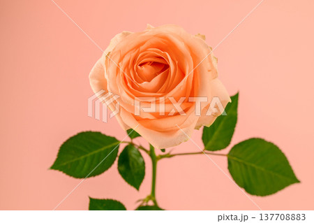 Close-up of a single rose with lush petals and vibrant green leaves Close-up of a single rose with lush petals and vibrant green leaves 137708883