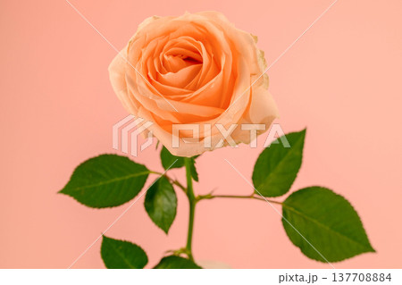 Soft peach rose with lush green leaves on solid pink backdrop Soft peach rose with lush green leaves on solid pink backdrop 137708884