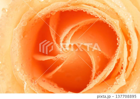 Orange rose with dew drops, perfect for romantic or nature themes Orange rose with dew drops, perfect for romantic or nature themes 137708895