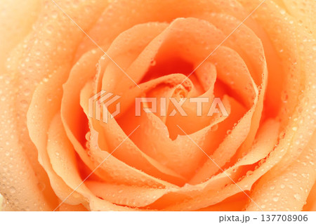 Orange rose close-up with dewdrops 137708906