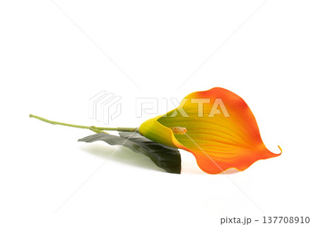 Vibrant calla lily flower with soft orange and yellow hues 137708910