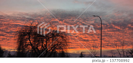 A tree against a backdrop of unusual pink-orange clouds at sunset. High quality photo A tree against a backdrop of unusual pink-orange clouds at sunset. High quality photo 137708992