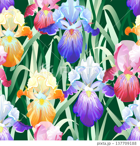 Seamless Pattern with Multicolored Iris Flowers Seamless Pattern with Multicolored Iris Flowers 137709188