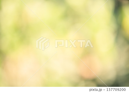 Defocused green with yellow natural defocus light background. Defocused green with yellow natural defocus light background. 137709200