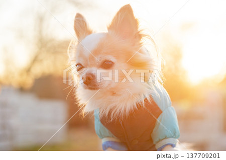 A small breed Chihuahua dog wearing a blue jacket against the background of spring nature. 137709201