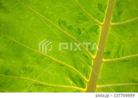 インドクワズイモ 葉模様 インドクワズイモ 葉模様 137709999