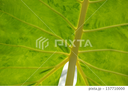 インドクワズイモ　葉模様 137710000