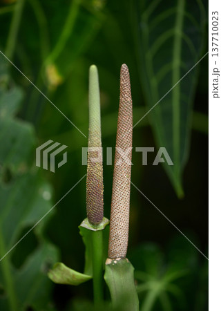 アンスリウム 137710023