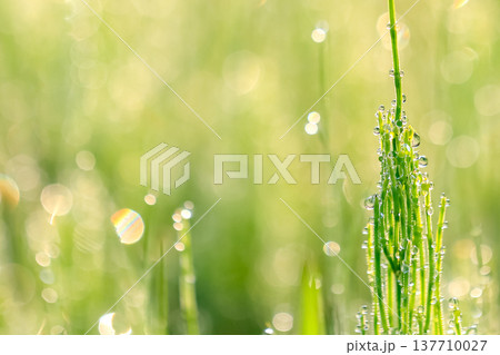朝露の大きな水滴が輝く新緑の植物 137710027