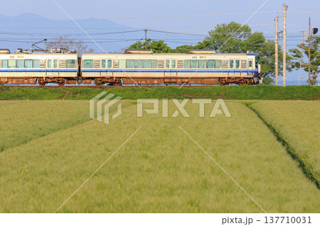 緑の麦畑を走るJR列車の田園風景 137710031