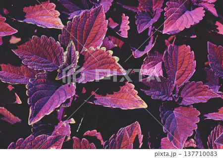 Purple red ornamental plant Coleus of the Lamiaceae family 137710083