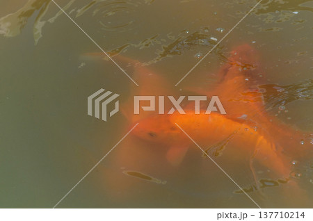 Orange koi fish swimming beneath rippling pond surface 137710214
