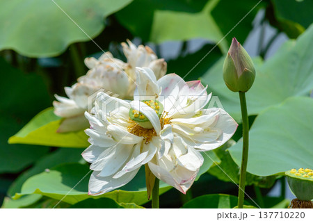 White lotus flower with bud and seed pod on pond White lotus flower with bud and seed pod on pond 137710220