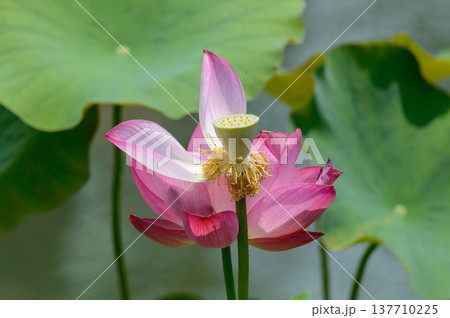 Pink lotus bloom with seed pod in pond 137710225