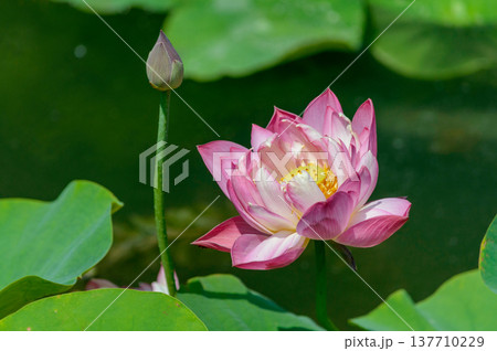 Pink lotus flower blooming on pond with lily pads Pink lotus flower blooming on pond with lily pads 137710229