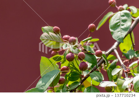 Red berries on leafy branch against burgundy background Red berries on leafy branch against burgundy background 137710234