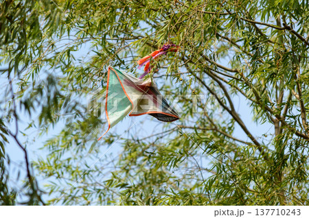 Colorful kite stuck in tree branches on a windy day 137710243