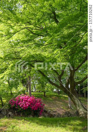 新緑の森に咲く満開のツツジ_縦 新緑の森に咲く満開のツツジ_縦 137710262