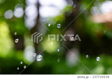 太陽光に透けるシャボン玉 137710539