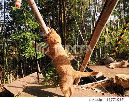 おもちゃで遊ぶ可愛い子猫兄妹 おもちゃで遊ぶ可愛い子猫兄妹 137710584