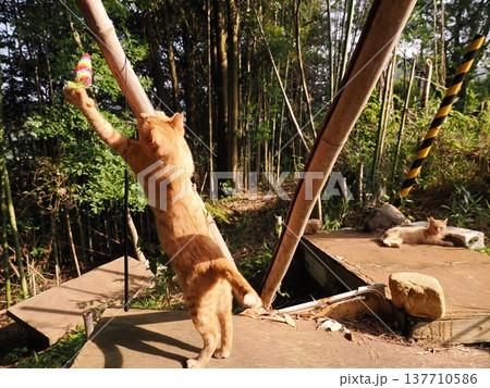 おもちゃで遊ぶ可愛い子猫兄妹 おもちゃで遊ぶ可愛い子猫兄妹 137710586
