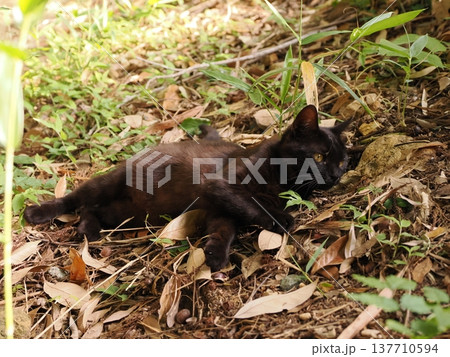 おもちゃで遊ぶ可愛い子猫兄妹 137710594