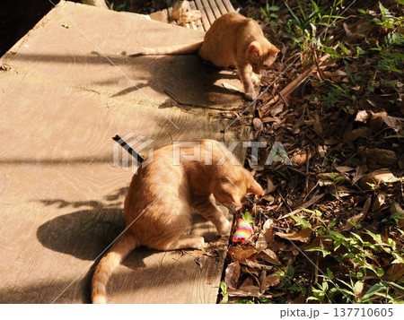 おもちゃで遊ぶ可愛い子猫兄妹 137710605