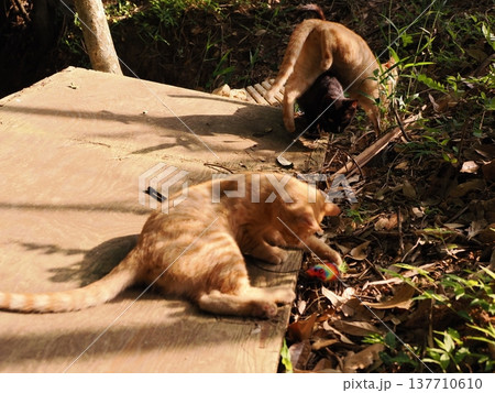 おもちゃで遊ぶ可愛い子猫兄妹 おもちゃで遊ぶ可愛い子猫兄妹 137710610