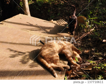 おもちゃで遊ぶ可愛い子猫兄妹 137710611