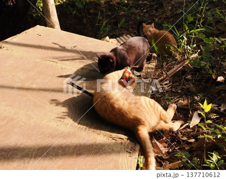 おもちゃで遊ぶ可愛い子猫兄妹 おもちゃで遊ぶ可愛い子猫兄妹 137710612
