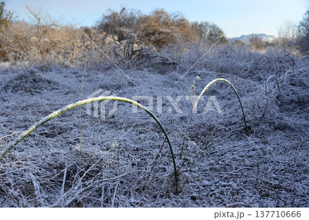 凍り付くような寒い朝の雑木林 137710666