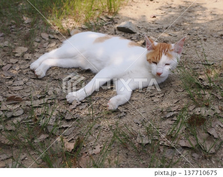 公園の地域猫達 137710675