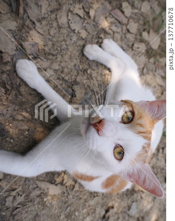 公園の地域猫達 137710678